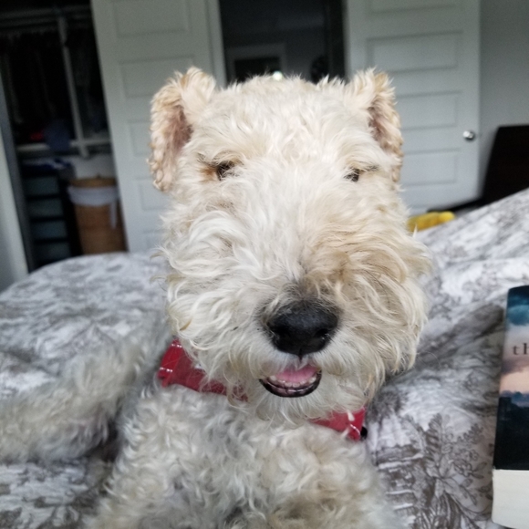 Meet your Posher, Stacey - Picture 4 of 4